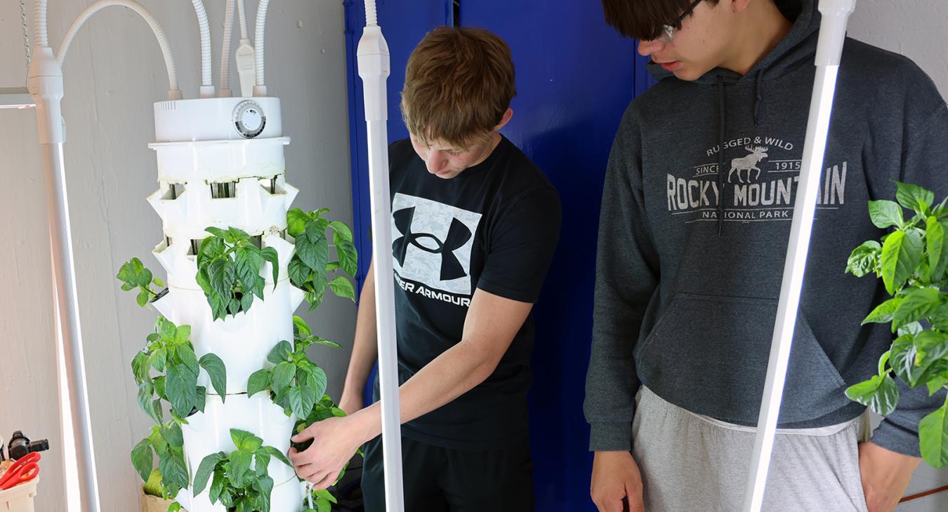 Hydroponic bell peppers