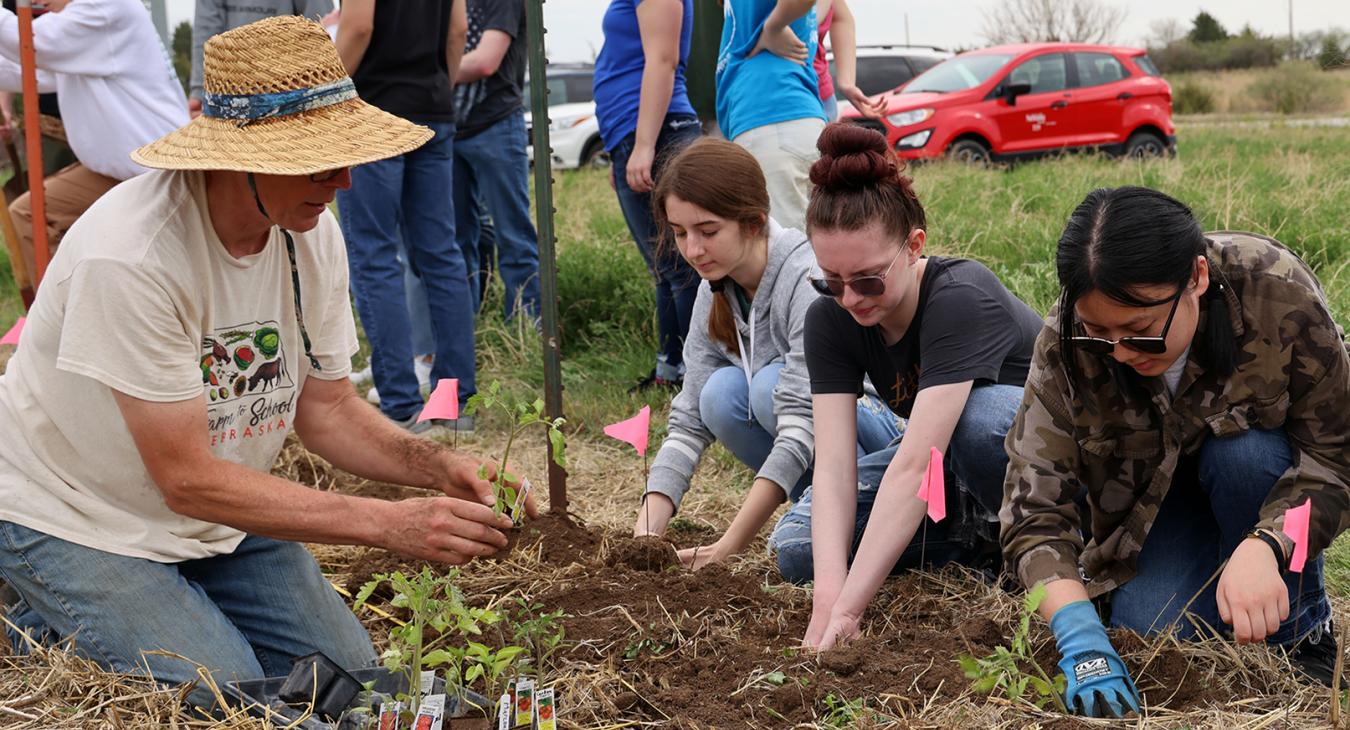 Planting tomatoes