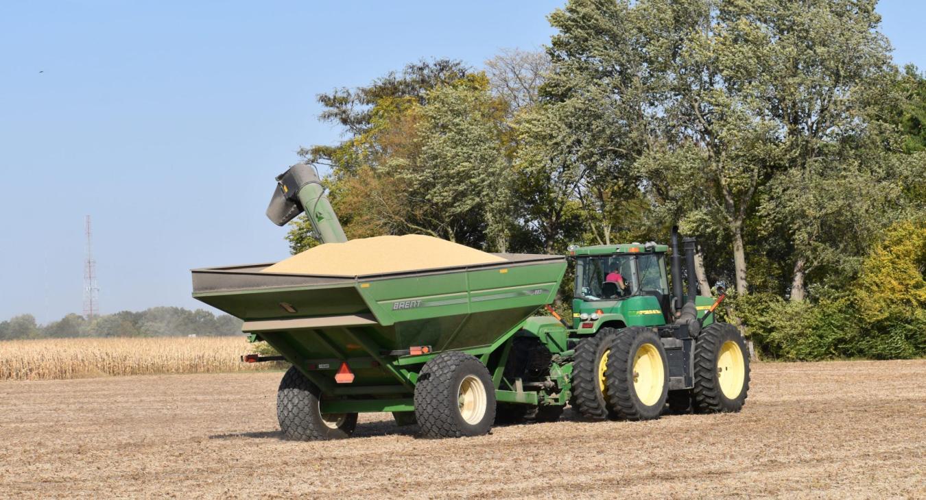 Harvesting soybeans