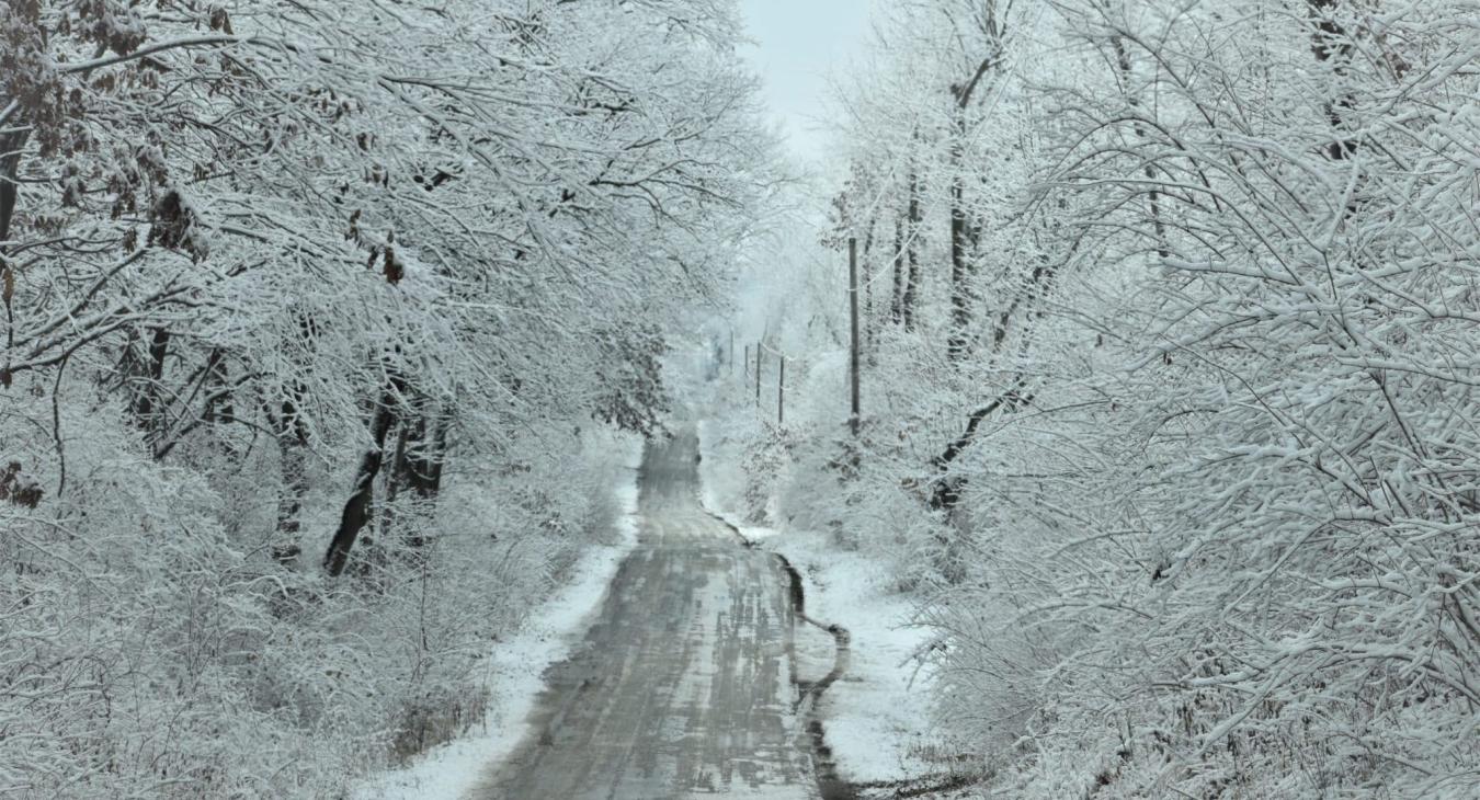 Ice Covered Trees