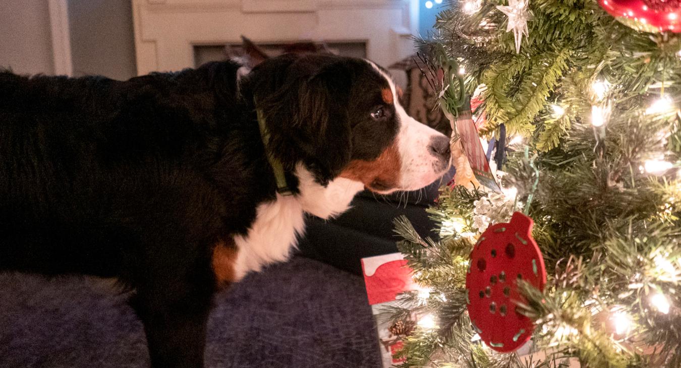 Dog by tree