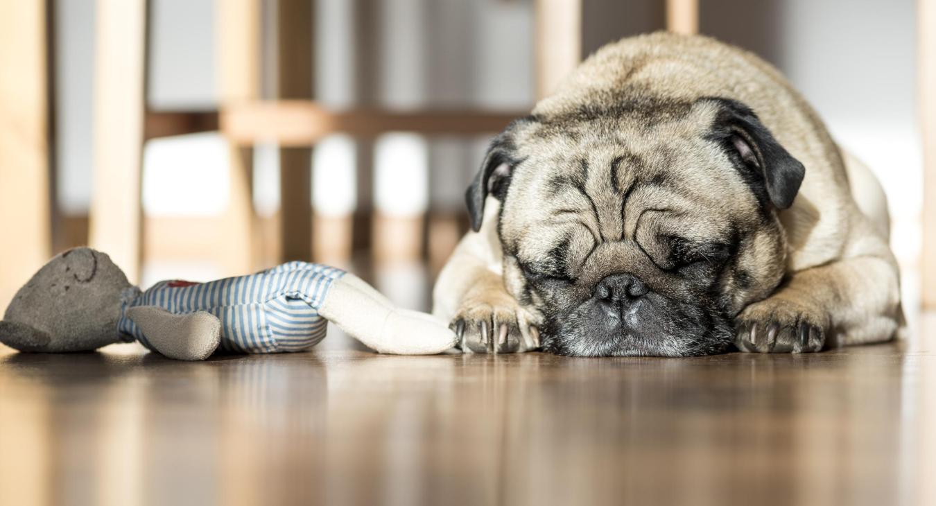 Dog with toy