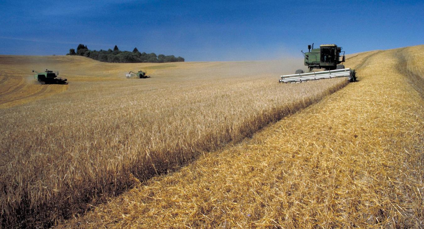 harvesting soybeans