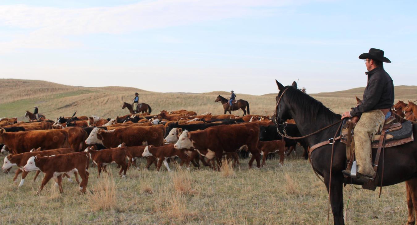 Cattle Drive