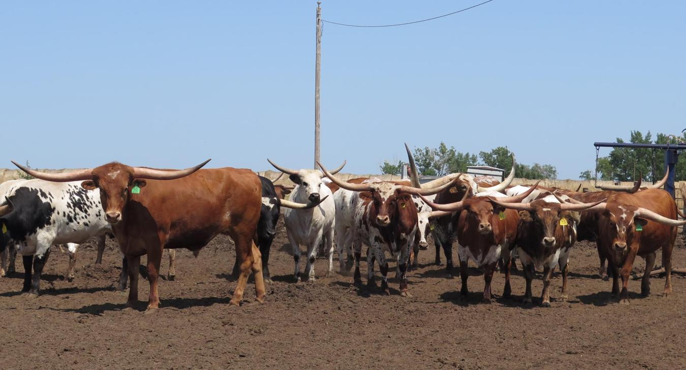 Loberg Texas Longhorns