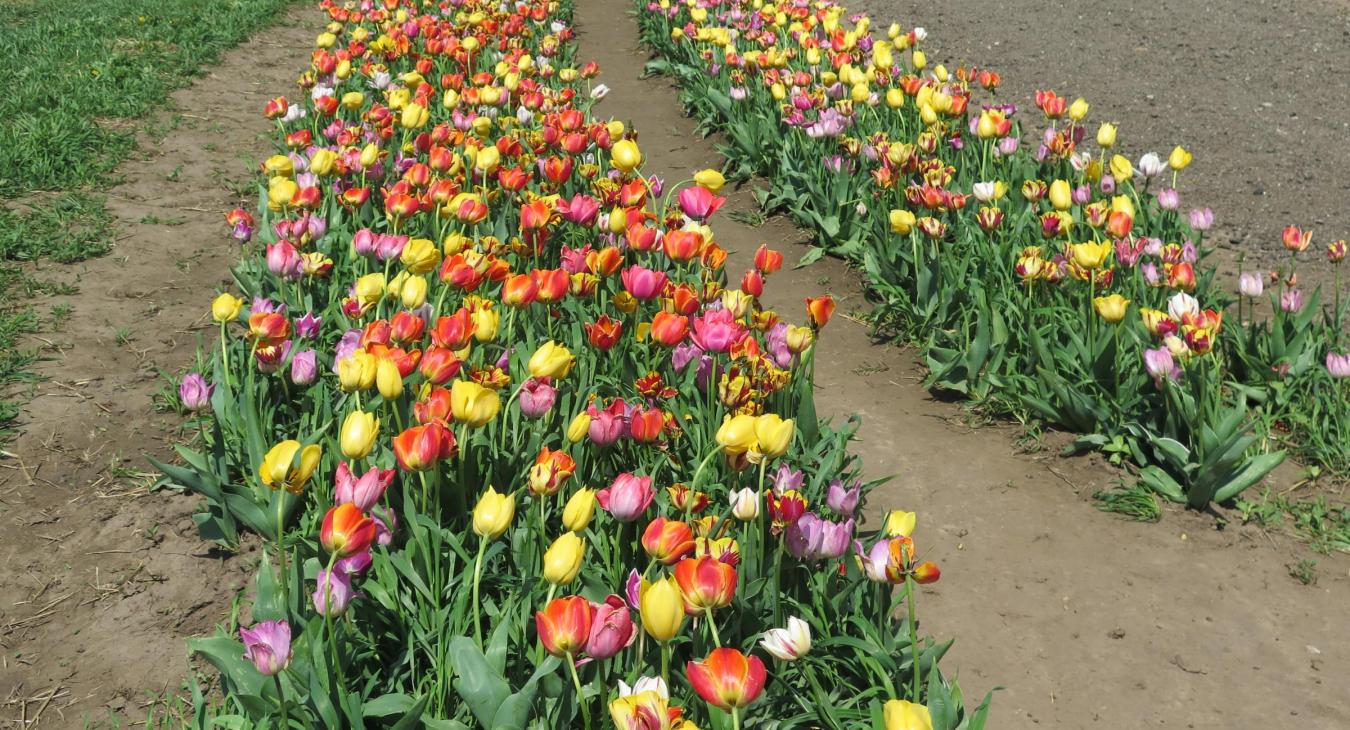 flowers at Nelson Produce Farm