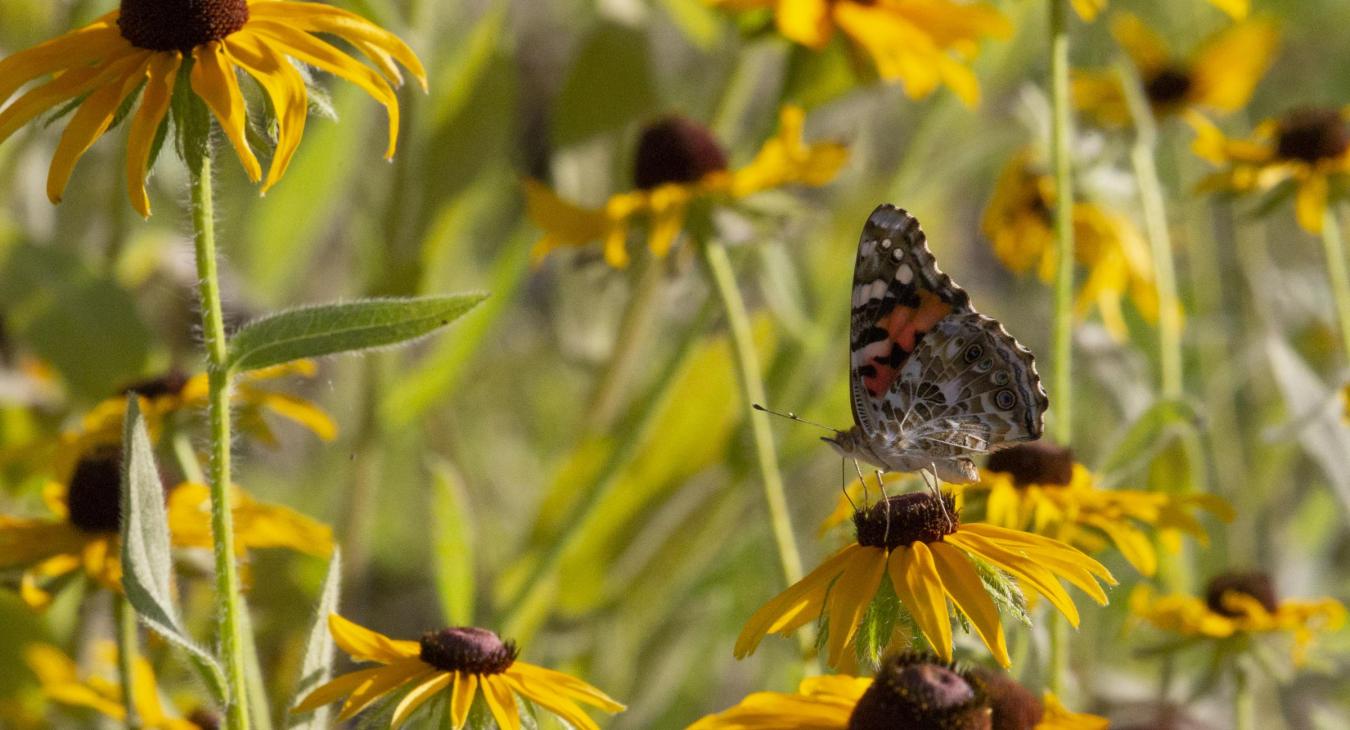 butterfly in a field of flowers