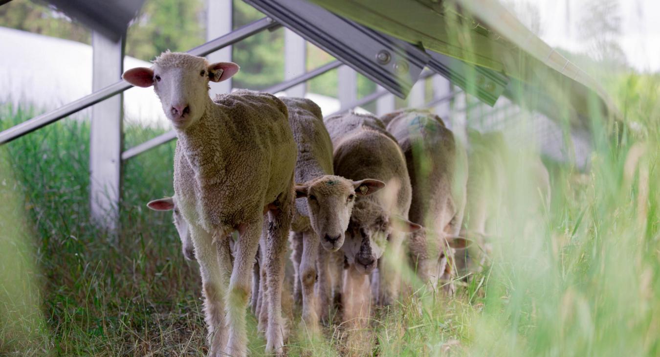 Sheep grazing under a solar panel