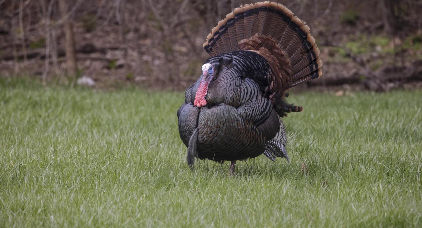 Wild Turkey in Nebraska photo by Michael Bazant