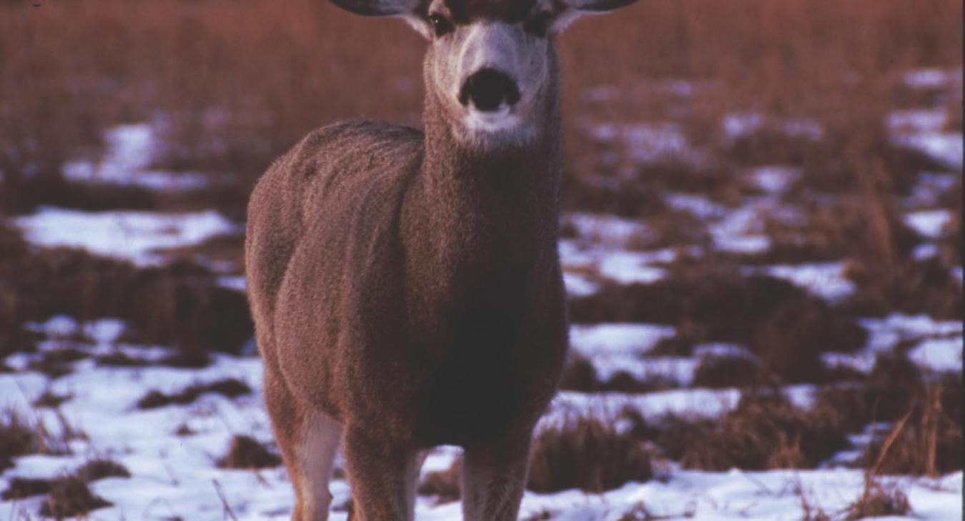 white-tail deer